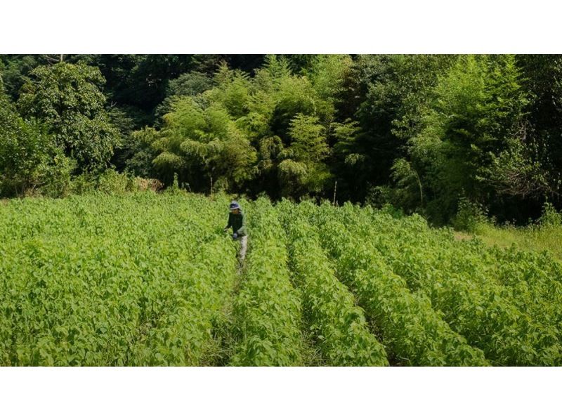 【埼玉・秩父】《農業×体験》10/4(土)開催！観光だけでは物足りない　秩父で”農と食”を まるごと体験！お土産たくさん！ファミリーでも♪の紹介画像