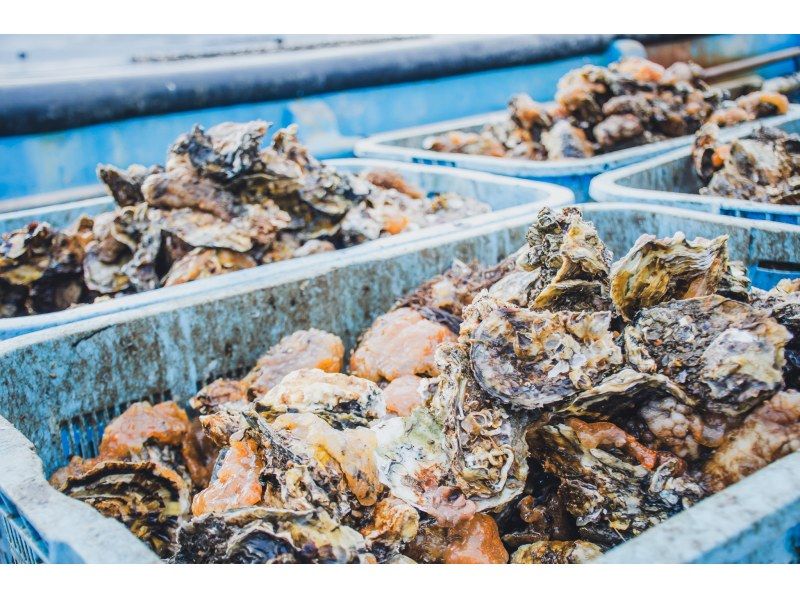 Official Sado Island Galaxy Art Festival Tour: English-guided sightseeing boat tour of Lake Kamo with views of nature, culture, and food from the lake    の紹介画像