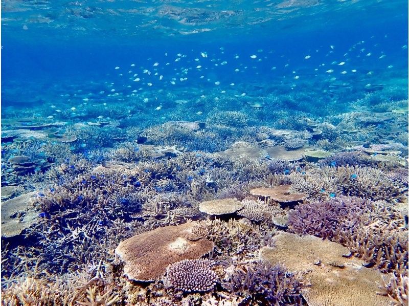 【絶対満足！体験内容盛り沢山！】ボートで出発！『熱帯魚珊瑚礁シュノーケル』『秘境洞窟探索』『サップ体験』贅沢シュノーケルツアー！の紹介画像