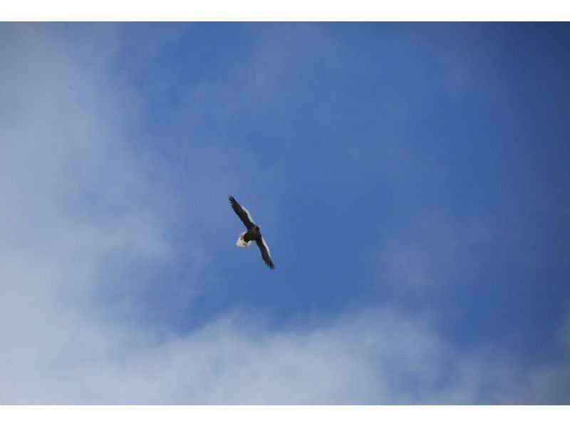 Red-Crowned Crane and Wildlife Guided Tour at Kushiro Marshlandの紹介画像