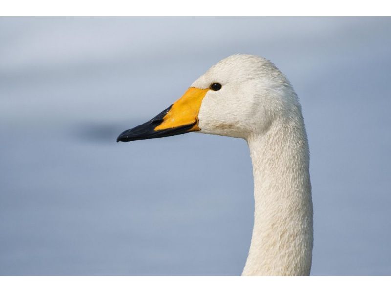 Red-Crowned Crane and Wildlife Guided Tour at Kushiro Marshlandの紹介画像