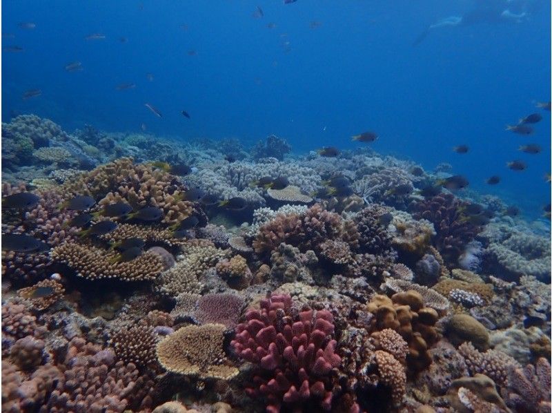 [Departing from the northern part of the main island] Morning/Afternoon Half-Day Minna Island Snorkeling Tour ☆ Includes a short visit to Minna Island and free photo downloadsの紹介画像