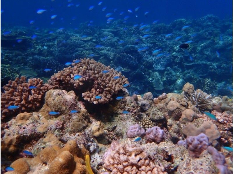 [Departing from the northern part of the main island] Morning/Afternoon Half-Day Minna Island Snorkeling Tour ☆ Includes a short visit to Minna Island and free photo downloadsの紹介画像