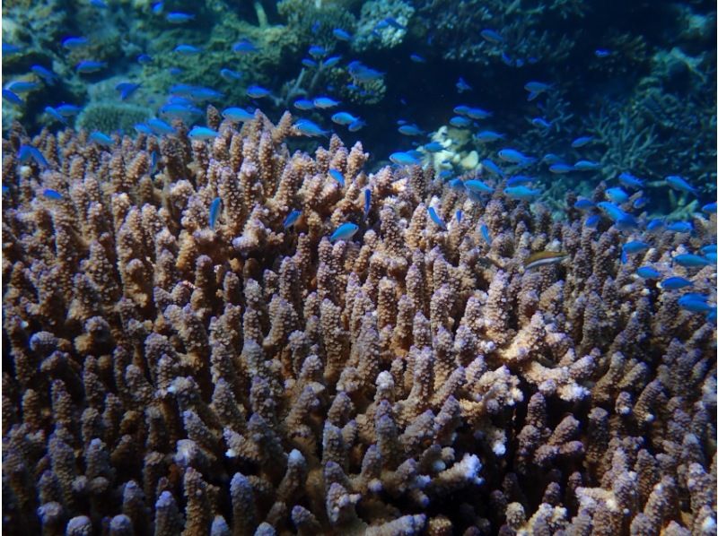 [Departing from the northern part of the main island] Morning/Afternoon Half-Day Minna Island Snorkeling Tour ☆ Includes a short visit to Minna Island and free photo downloadsの紹介画像