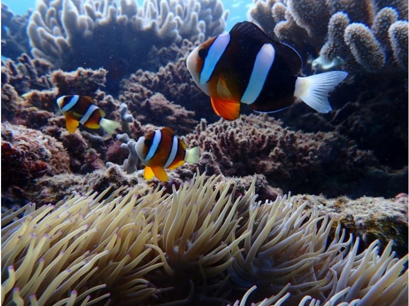 [Departing from the northern part of the main island] Morning/Afternoon Half-Day Minna Island Snorkeling Tour ☆ Includes a short visit to Minna Island and free photo downloadsの紹介画像