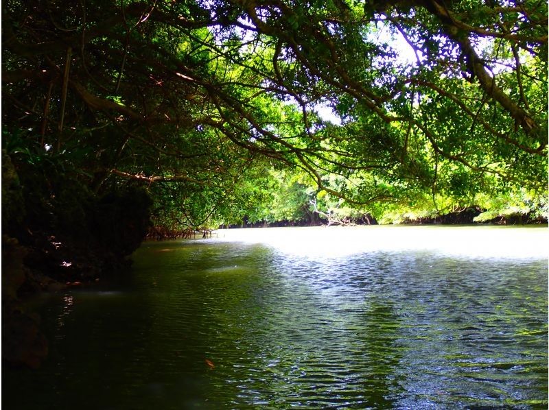 Mangrove SUP in a hidden area [3-hour course: A great SUP adventure in a river surrounded by mangroves, a natural monument]の紹介画像