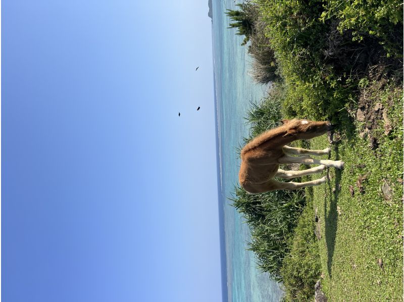 【石垣島・トレッキング】まるでジェラシックパーク！絶景野底岳＆秘密のエコロード大冒険！ドローン撮影で一生の思い出を。の紹介画像