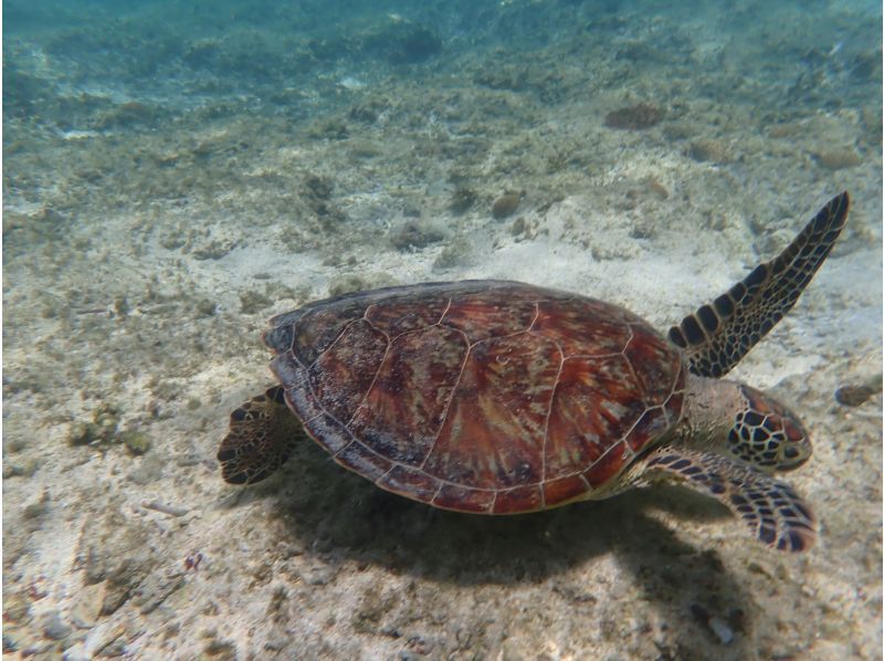 【那覇・18～25歳限定】☆天然水族館シュノーケリング☆《初心者でも安心！全部込みのフルサポート付き》那覇～約30分！到着・最終日も参加可☆の紹介画像