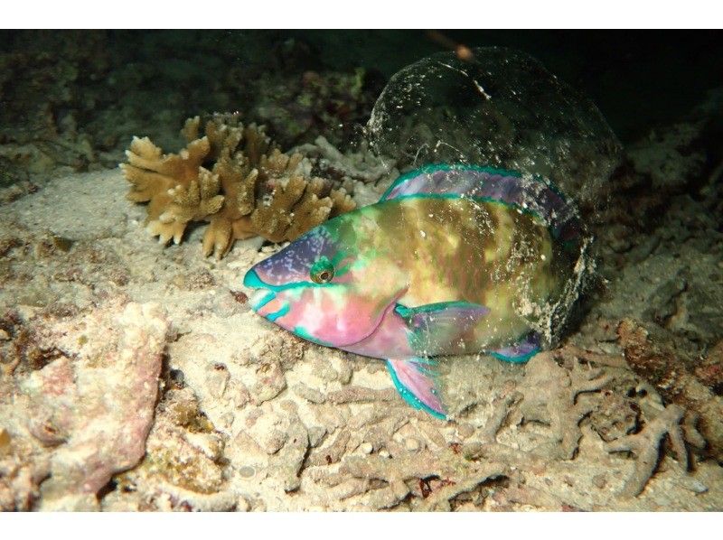 【 冲绳 · 宫古岛 】 夜间深潜课程去看神秘的夜海（1次潜水）の紹介画像