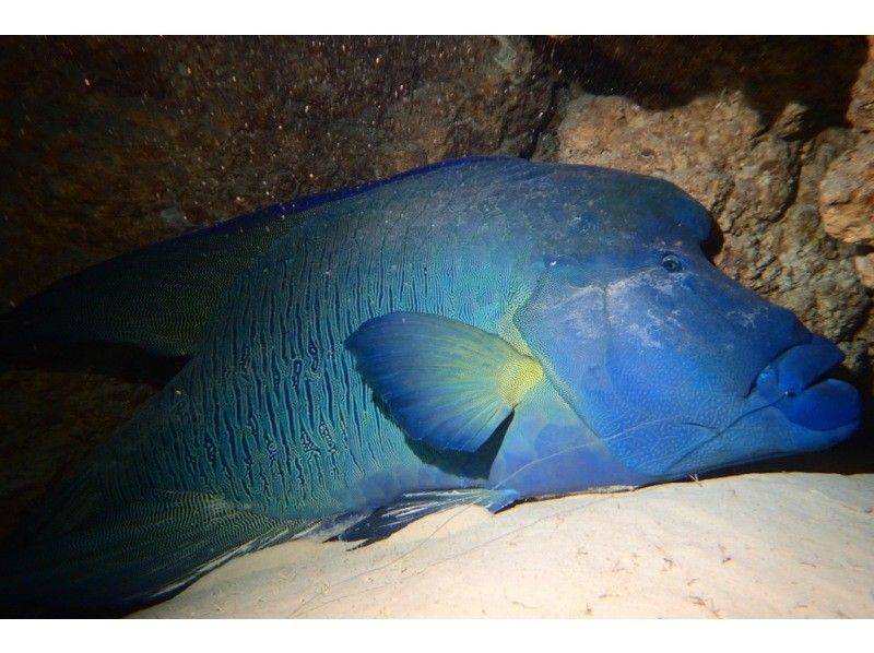 【 冲绳 · 宫古岛 】 夜间深潜课程去看神秘的夜海（1次潜水）の紹介画像