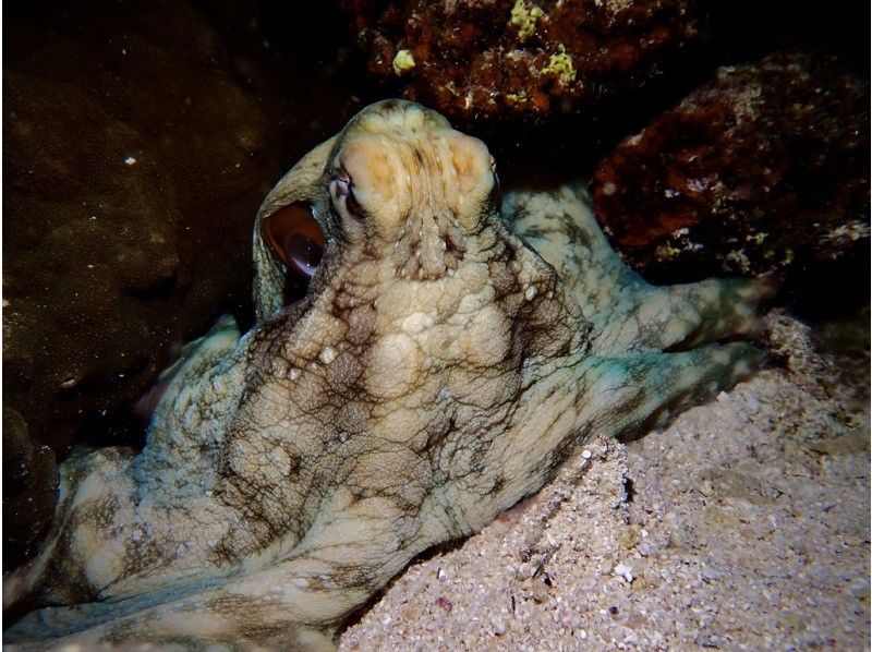 【 冲绳 · 宫古岛 】 夜间深潜课程去看神秘的夜海（1次潜水）の紹介画像