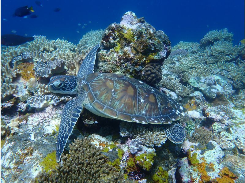 Blue Cave Snorkeling [3-hour course: An amazing snorkeling experience where you can encounter beautiful coral and colorful fish]の紹介画像