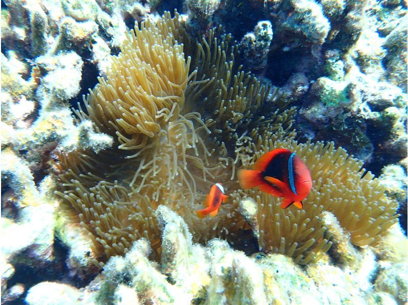 Blue Cave Snorkeling [3-hour course: An amazing snorkeling experience where you can encounter beautiful coral and colorful fish]の紹介画像