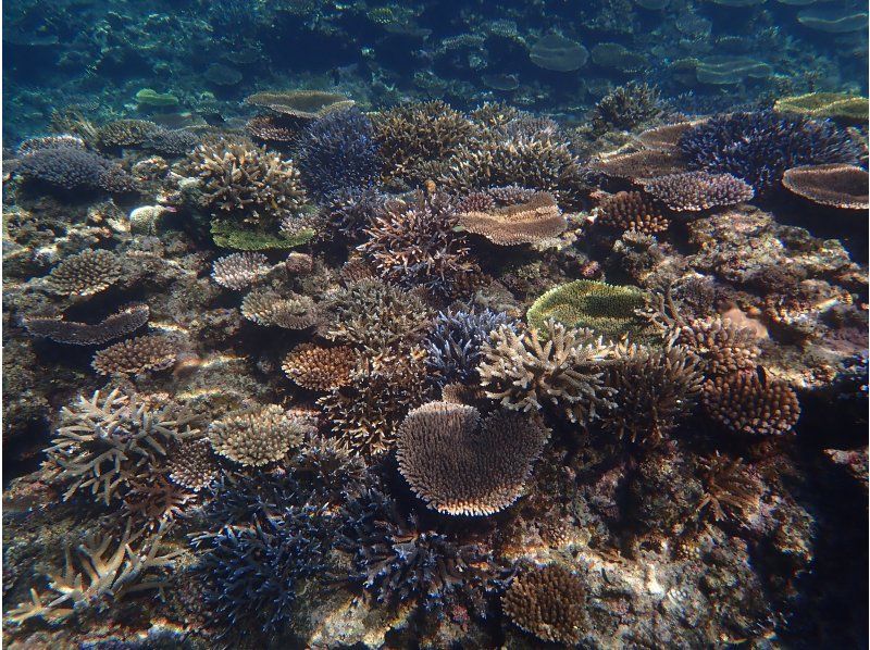 Blue Cave Snorkeling [3-hour course: An amazing snorkeling experience where you can encounter beautiful coral and colorful fish]の紹介画像