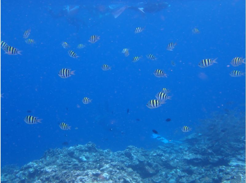 Blue Cave Snorkeling [3-hour course: An amazing snorkeling experience where you can encounter beautiful coral and colorful fish]の紹介画像