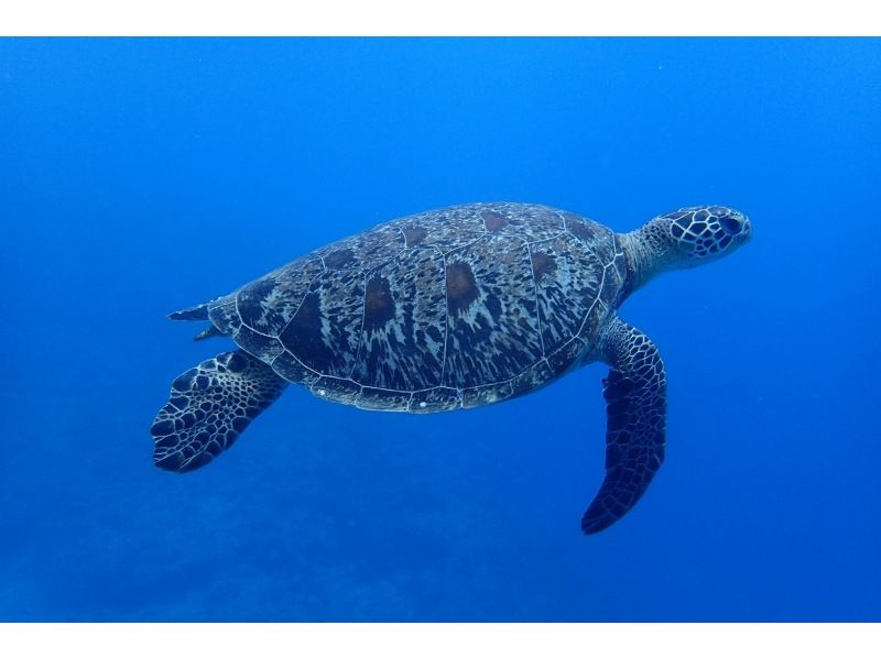 SUP and Blue Cave Snorkeling [7-hour one-day tour to fully enjoy Ishigaki Island]の紹介画像