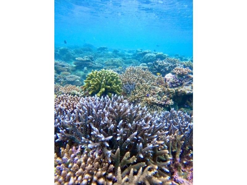 SUP and Blue Cave Snorkeling [7-hour one-day tour to fully enjoy Ishigaki Island]の紹介画像
