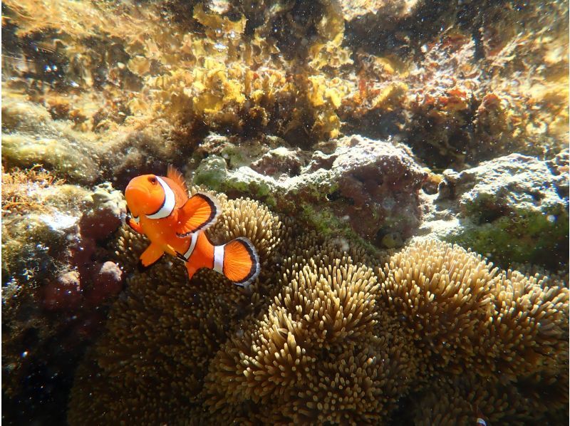 SUP and Blue Cave Snorkeling [7-hour full-day tour ☆ Free transportation! Free photo data! Enjoy Ishigaki Island to the fullest! A highly satisfying tour]の紹介画像