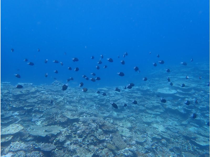 SUP and Blue Cave Snorkeling [7-hour full-day tour ☆ Free transportation! Free photo data! Enjoy Ishigaki Island to the fullest! A highly satisfying tour]の紹介画像