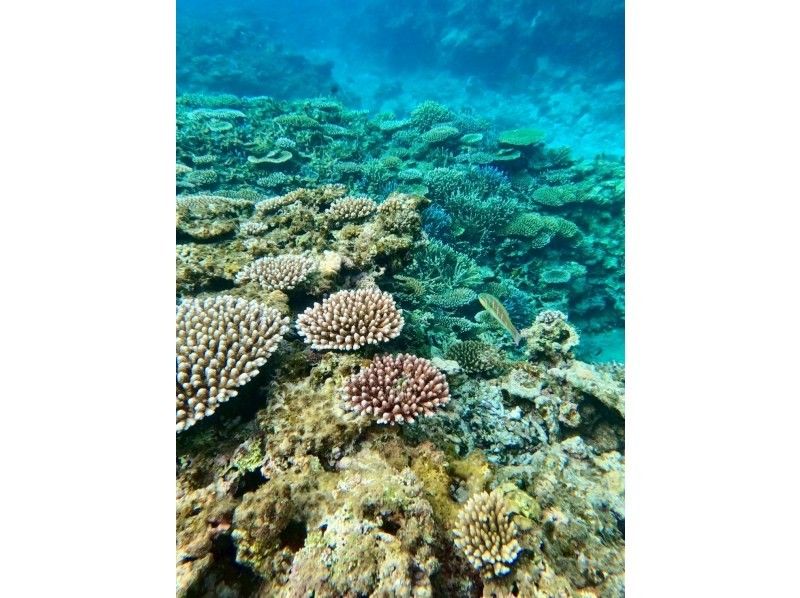 SUP and Blue Cave Snorkeling [7-hour full-day tour ☆ Free transportation! Free photo data! Enjoy Ishigaki Island to the fullest! A highly satisfying tour]の紹介画像