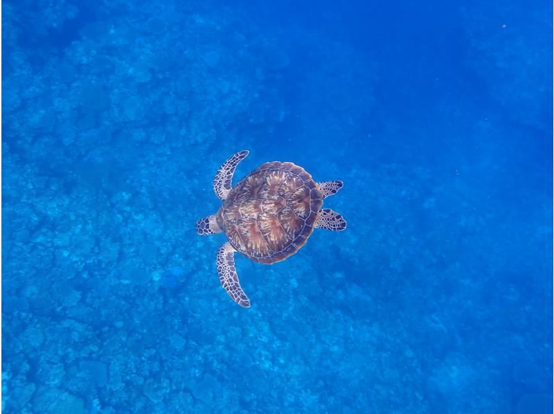 SUP and Blue Cave Snorkeling [7-hour one-day tour to fully enjoy Ishigaki Island]の紹介画像