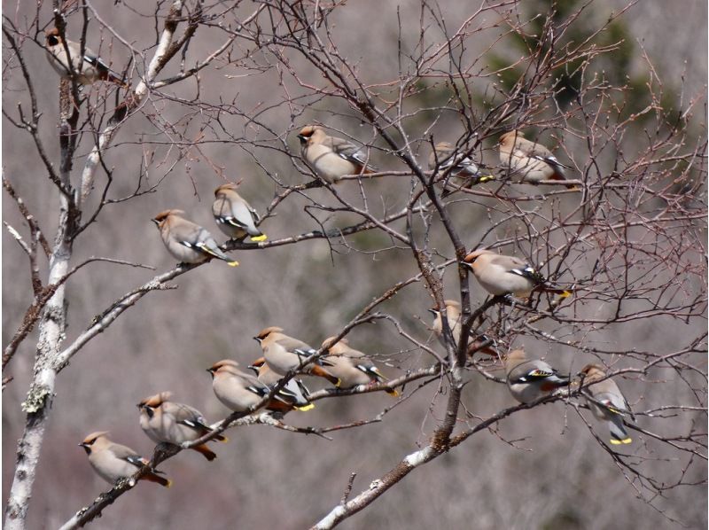 [Nikko/Senjogahara] Beginner/Family-friendly Winter Bird Watching Tourの紹介画像