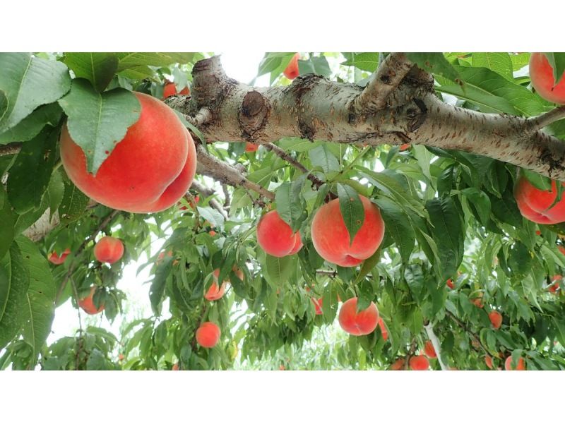 [Fukushima Prefecture, Fukushima City] Fukushima Silk Road Trip - 2 Days & 1 Night Plan - Private (Exclusive) & Accompanied by a Licensed Guide-Interpreterの紹介画像