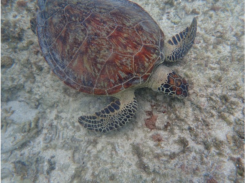 【糸満・18～25歳限定】☆天然水族館シュノーケリング☆《初心者でも安心！全部込みのフルサポート付き》糸満～約15分！到着・最終日も参加可☆の紹介画像