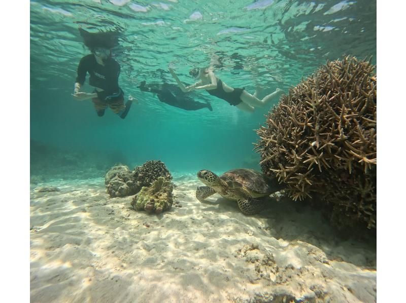 [沖繩，渡嘉敷島] 浮潛之旅 - 在慶良間群島的渡嘉敷久海灘體驗浮潛，那裡有美麗的珊瑚遺跡（含午餐）の紹介画像