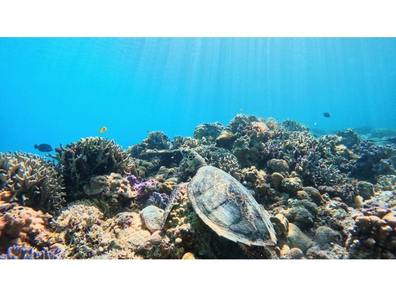 [Okinawa, Tokashiki Island] Board snorkeling tour - Snorkeling experience at Tokashiku Beach in the Kerama Islands, where beautiful coral remains (lunch included)の紹介画像