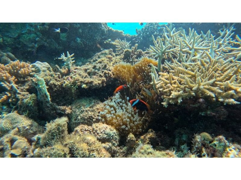 [Okinawa, Tokashiki Island] Board snorkeling tour - Snorkeling experience at Tokashiku Beach in the Kerama Islands, where beautiful coral remains (lunch included)の紹介画像