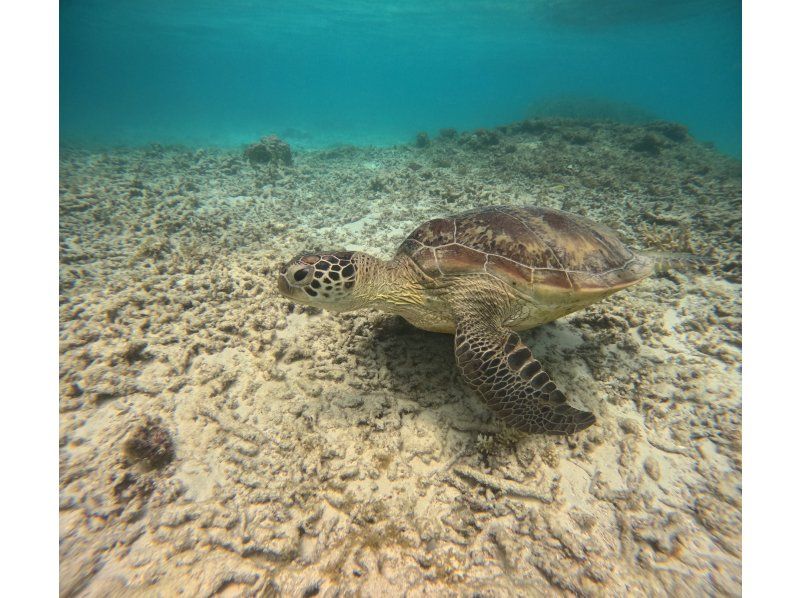[沖繩，渡嘉敷島] 浮潛之旅 - 在慶良間群島的渡嘉敷久海灘體驗浮潛，那裡有美麗的珊瑚遺跡（含午餐）の紹介画像