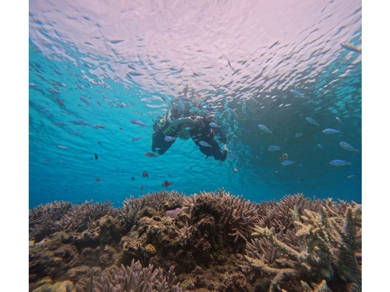 [沖繩，渡嘉敷島] 浮潛之旅 - 在慶良間群島的渡嘉敷久海灘體驗浮潛，那裡有美麗的珊瑚遺跡（含午餐）の紹介画像