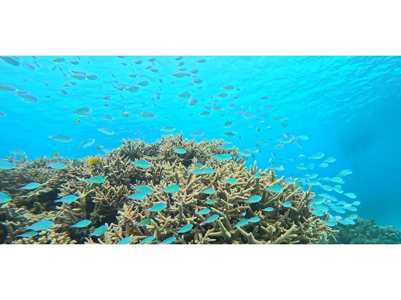 [沖繩，渡嘉敷島] 浮潛之旅 - 在慶良間群島的渡嘉敷久海灘體驗浮潛，那裡有美麗的珊瑚遺跡（含午餐）の紹介画像