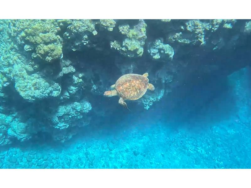 [沖繩，渡嘉敷島] 浮潛之旅 - 在慶良間群島的渡嘉敷久海灘體驗浮潛，那裡有美麗的珊瑚遺跡（含午餐）の紹介画像