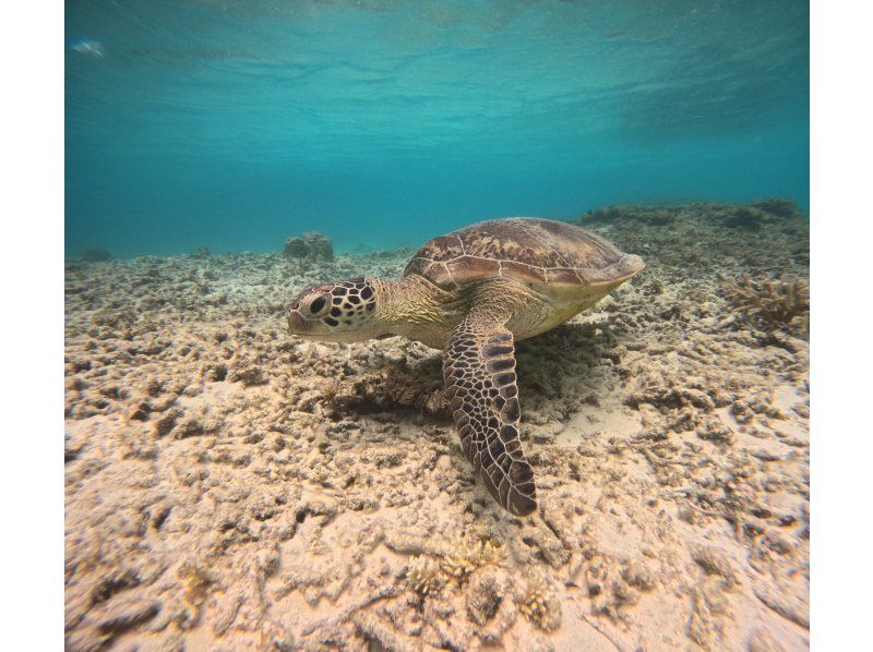 [Okinawa, Tokashiki Island] Board snorkeling tour - Snorkeling experience at Tokashiku Beach in the Kerama Islands, where beautiful coral remains (lunch not included)の紹介画像
