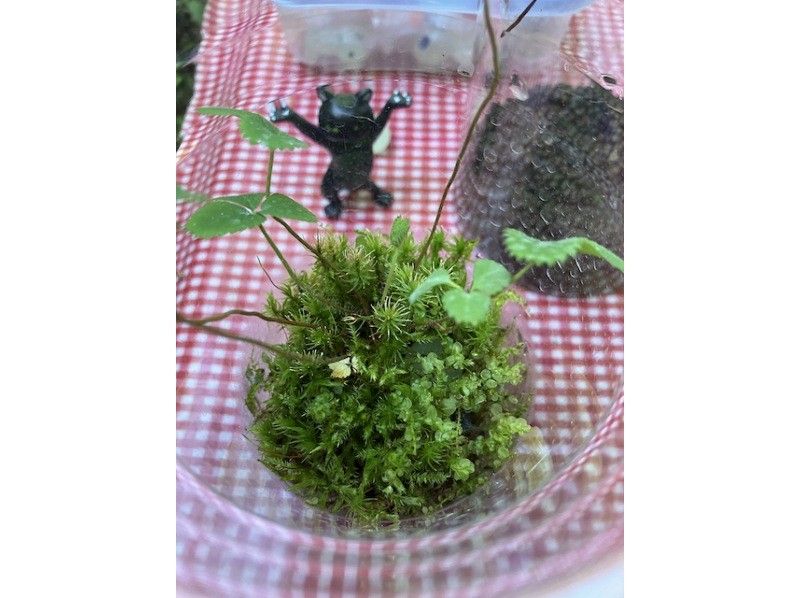 (Lake Shirakaba, Nagano Prefecture) Moss terrarium making experience catering!! (On-site workshop) We will bring you moss terrarium making!の紹介画像