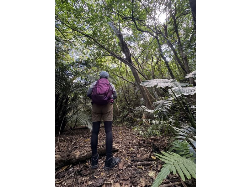 【石垣島トレッキング(半日)】【ぶざま岳から絶景川平湾ビュー】【1名様もOK!!】GoGoTourオリジナルコースの紹介画像