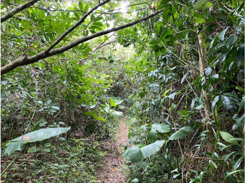 【石垣島トレッキング(半日)】【ぶざま岳から絶景川平湾ビュー】【1名様もOK!!】GoGoTourオリジナルコースの紹介画像