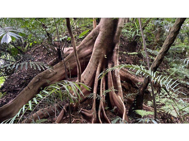 【石垣島トレッキング(半日)】【ぶざま岳から絶景川平湾ビュー】【1名様もOK!!】GoGoTourオリジナルコースの紹介画像