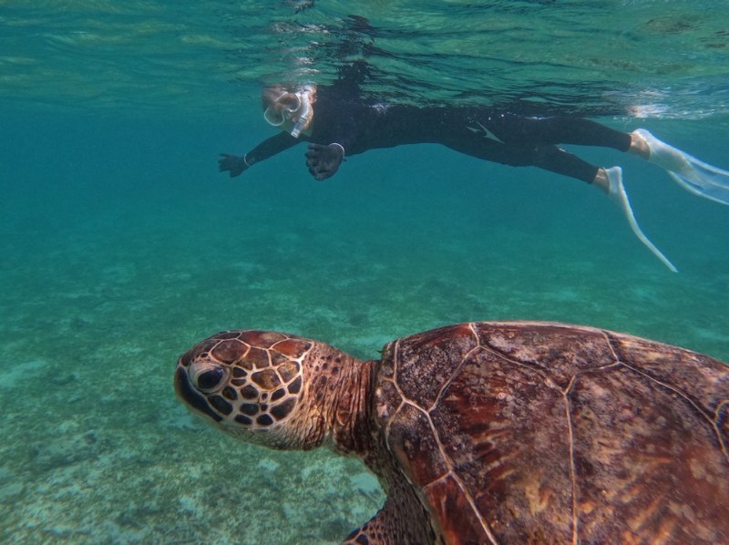 【奄美大島 - 浮潛 + 燒烤】【冬季也舒適】與海龜共遊 + 燒烤 ♪ 提供冷熱水淋浴 / 含照片の紹介画像