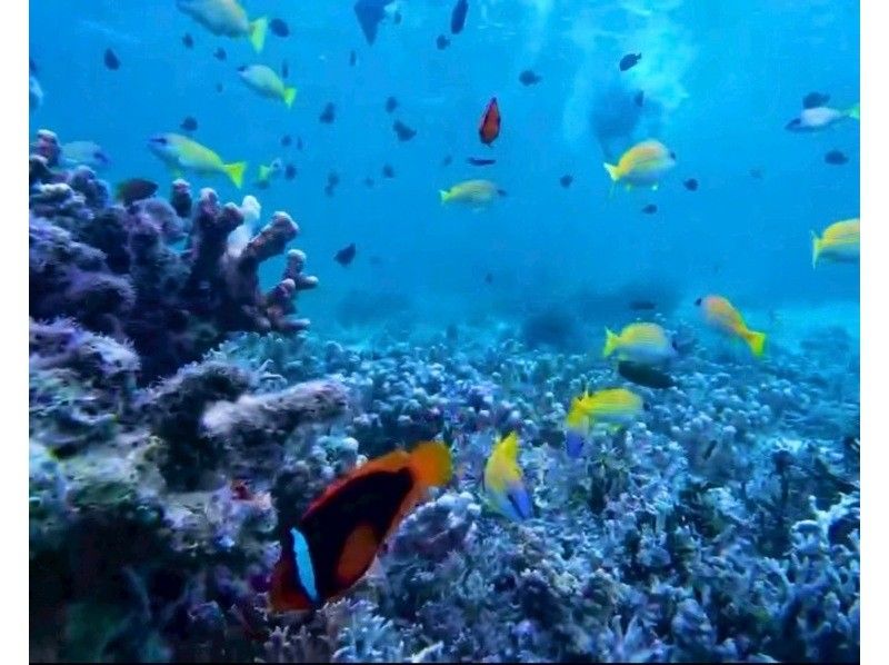 【투명도 MAX】열대어와 헤엄치는 스노클링《겨울은 바다가 가장 클리어》の紹介画像