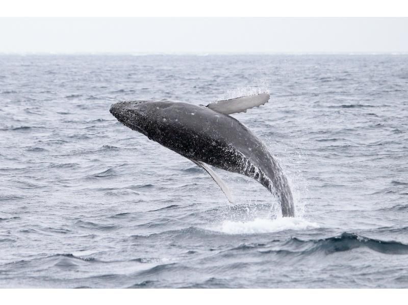 [ทริปครึ่งวันจากชาตัน] เช่าเรือส่วนตัว! ตกปลาเขตร้อนและชมวาฬ! แนะนำสำหรับครอบครัวและกลุ่ม! เดิน 5 นาทีจากหมู่บ้านอเมริกัน! รองรับได้สูงสุด 8 คนの紹介画像