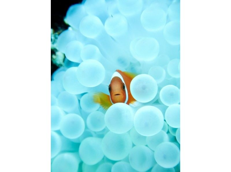 [Okinawa, Miyakojima] Snorkeling in 2.5 hours. Tours run 5 times a day! (From sunrise to sunset) Beginners, women, and children welcome! Come empty-handed!の紹介画像