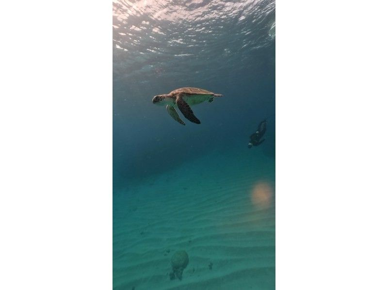 Swim with turtles (high chance of encountering them) [Nakayukui, Onna Village] Beach entry skin diving (for beginners)の紹介画像