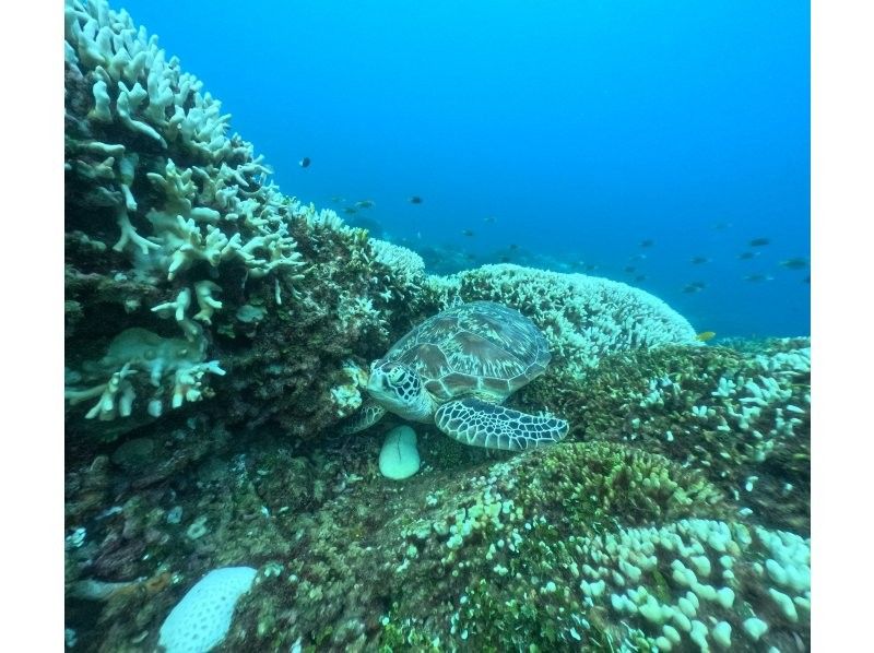 Swim with turtles (high chance of encountering them) [Nakayukui, Onna Village] Beach entry skin diving (for beginners)の紹介画像
