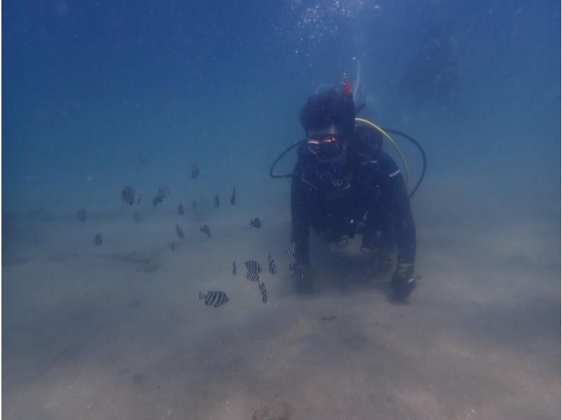 【大阪発・和歌山】ライセンス必須・ビーチ２DIVE★迷子ダイバーwelcome！和歌山の海でリフレッシュダイブ（お一人様参加）の紹介画像
