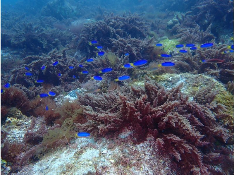 【大阪発・和歌山】ライセンス必須・ビーチ２DIVE★迷子ダイバーwelcome！和歌山の海でリフレッシュダイブ（2人で参加）の紹介画像