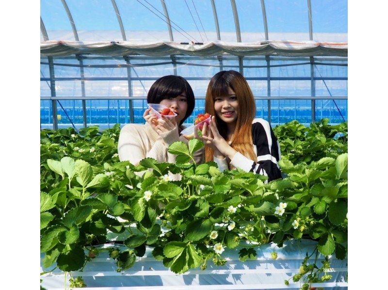 [长野、轻井泽]<仅限工作日：秋季活动进行中★夏秋草莓采摘限量> 采摘的草莓可以带回家★免费炼乳★距离轻井泽站15分钟车程の紹介画像
