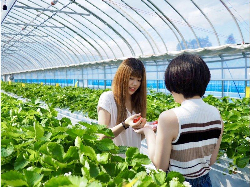 [长野、轻井泽]<仅限工作日：秋季活动进行中★夏秋草莓采摘限量> 采摘的草莓可以带回家★免费炼乳★距离轻井泽站15分钟车程の紹介画像